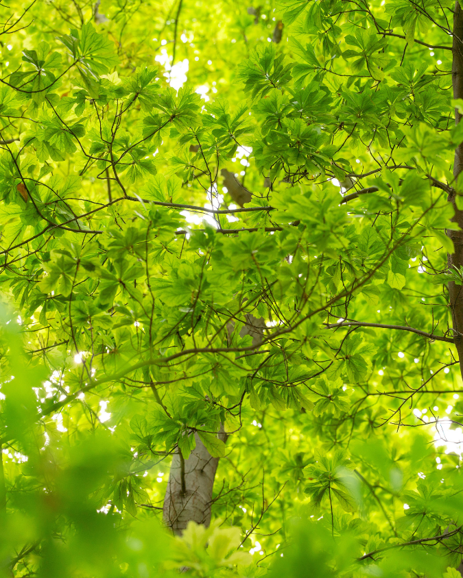 百里香檸檬行動力